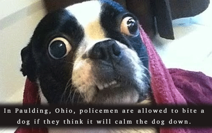 Stupid Laws Biting A Dog