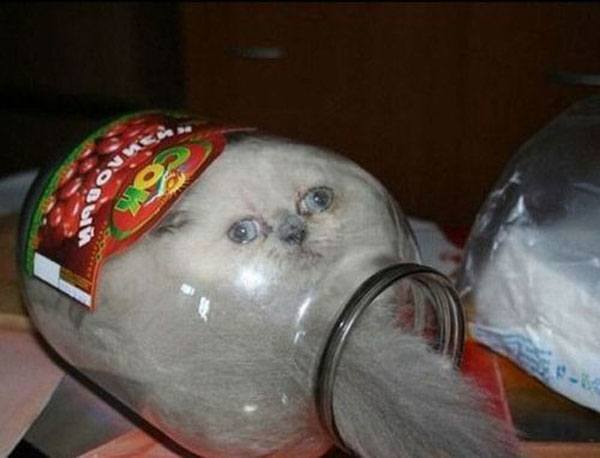 Cat Jar Animal Regrets