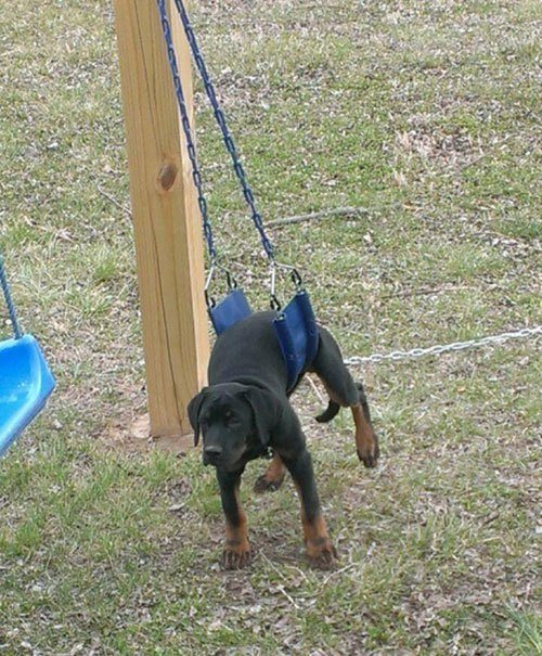 Dog Swing Animal Regrets