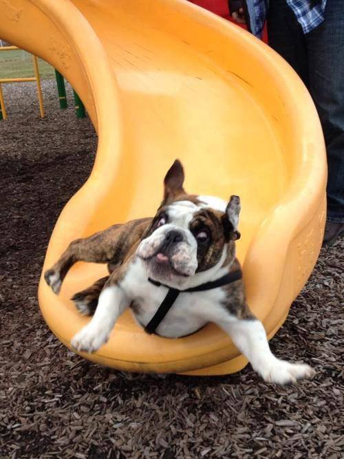Slide Dog
