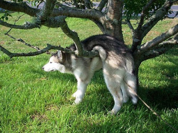 Tree Dog Animal Regrets