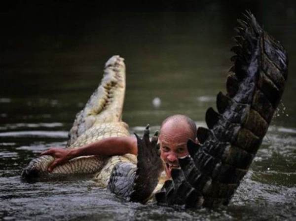 Wrestling An Alligator
