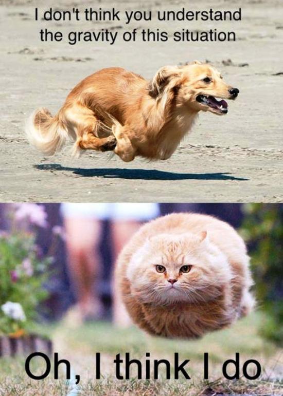 Gravity Dog Bullet Cat