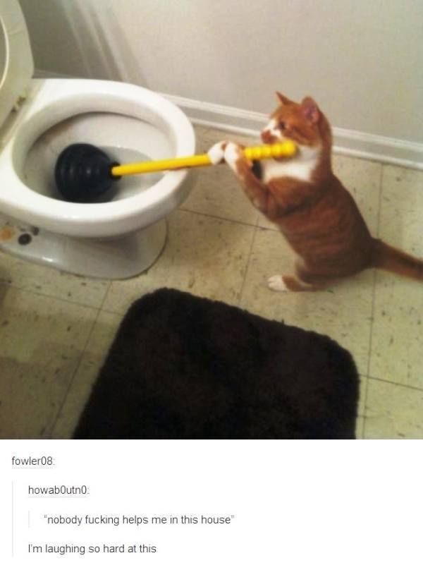 Cat Plumbing