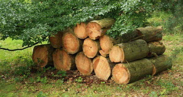 Log Neighbors Woodpile