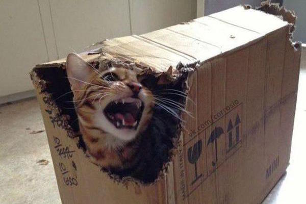 Box Cat Hates You