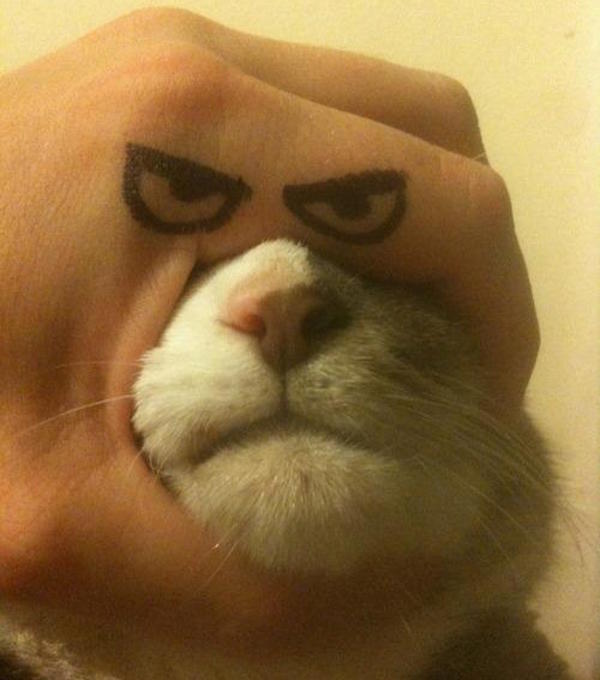 Cat Frown