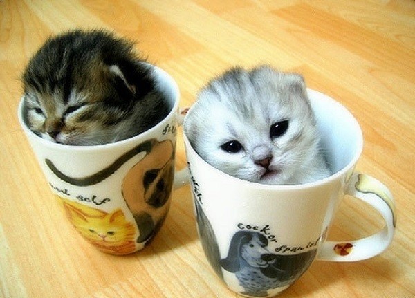 Kitten Coffee Mugs