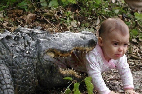 Children In Danger Aligator