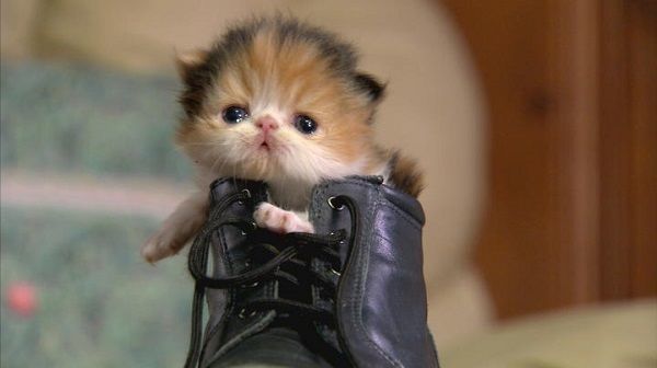 Kitten Boot