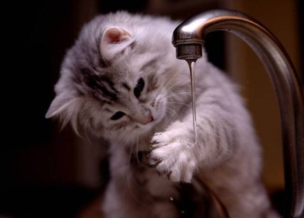 Kitten Faucet