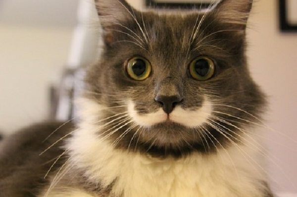 Kitten Moustache