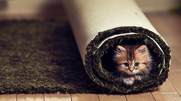 Kitten Rolled Up