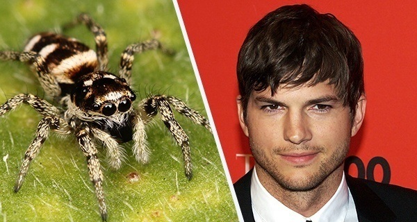 Ashton Kutcher Spider