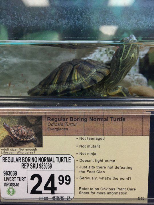 Boring Turtle