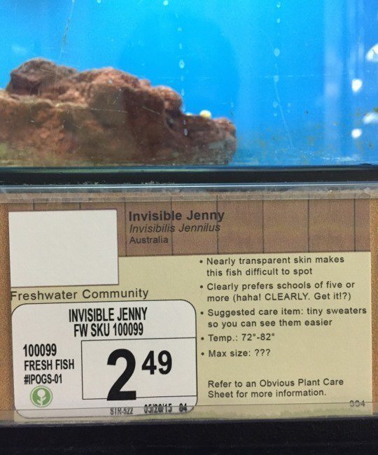 Invisible Jenny