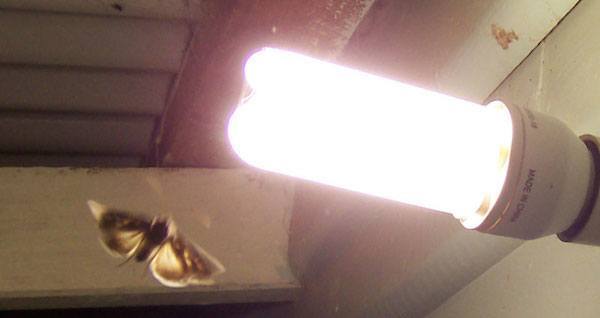 Moth Light Bulb