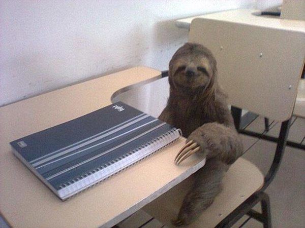 Sloth Student