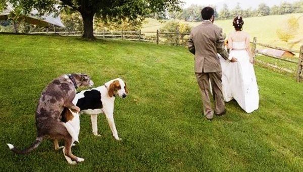 Dog At The Wedding