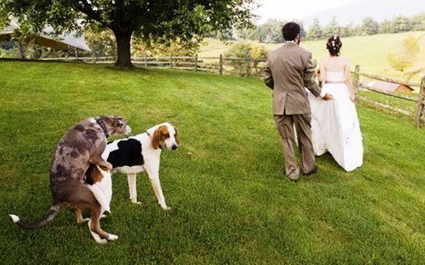 Dog In The Wedding