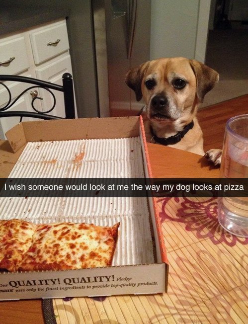 Dog Looking At Pizza