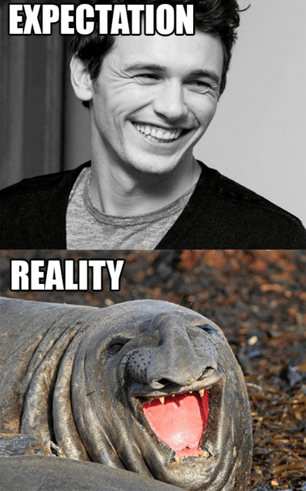 Elephant Seal Smile