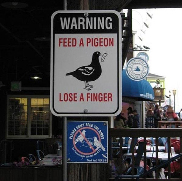 Feed Pigeon