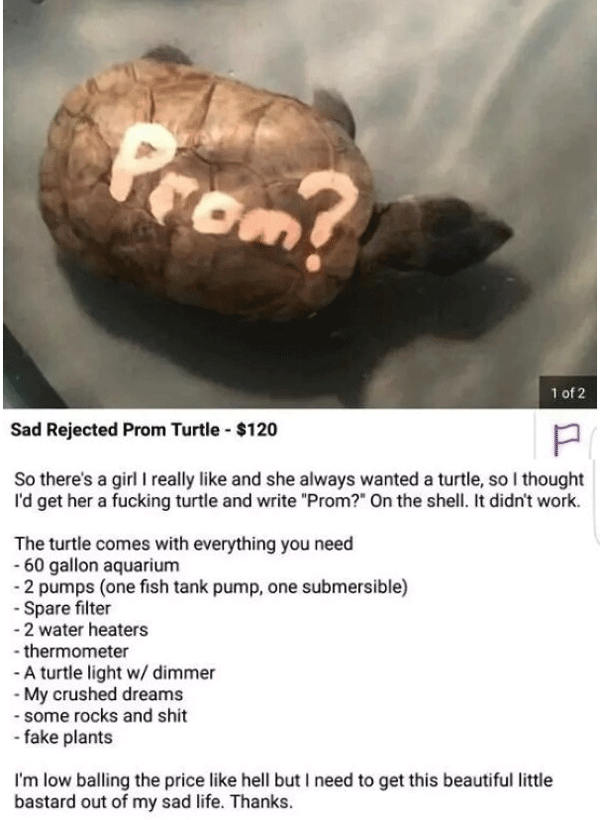 Prom Turtle