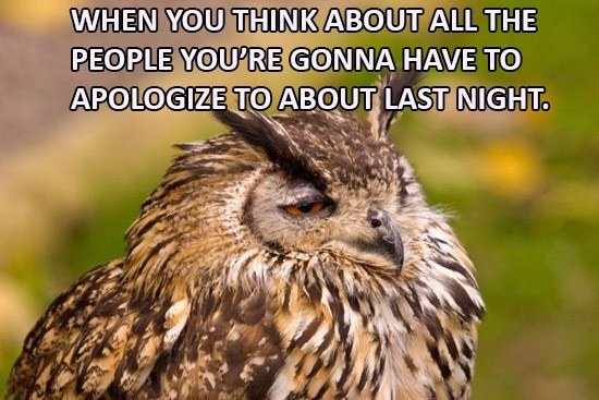 Apologize Drunk Owl