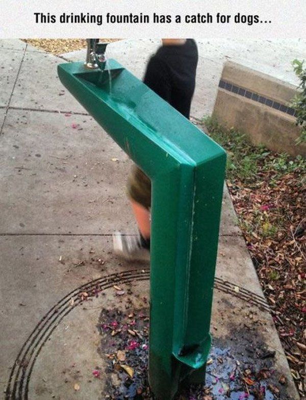 Dog Drinking Fountain