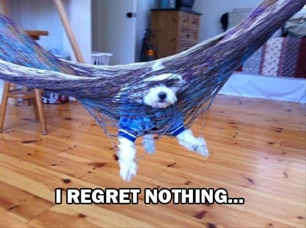 Dog Who Regrets Nothing