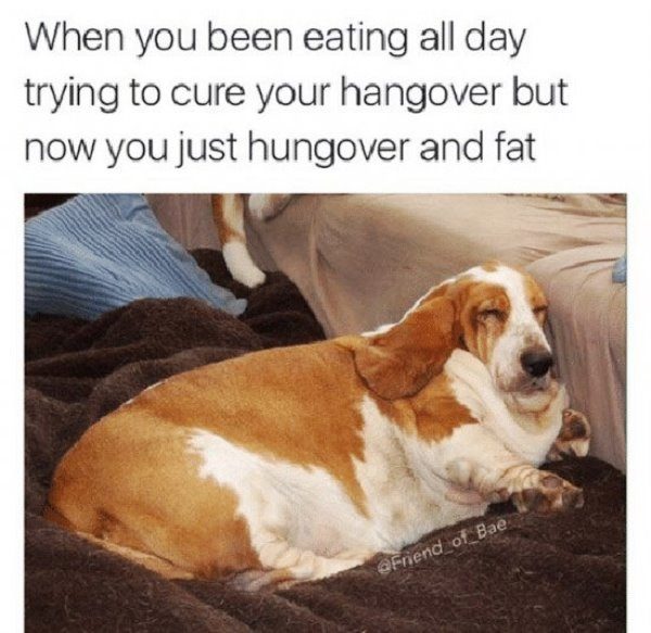 hangover memes funny dog too hungover fat much hang eating humor hangovers animal been animals dogs regret drank viraluck hound