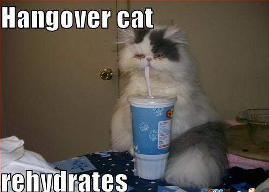 Reyhydrate Cat