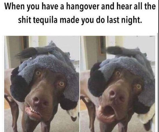 Tequila Dog