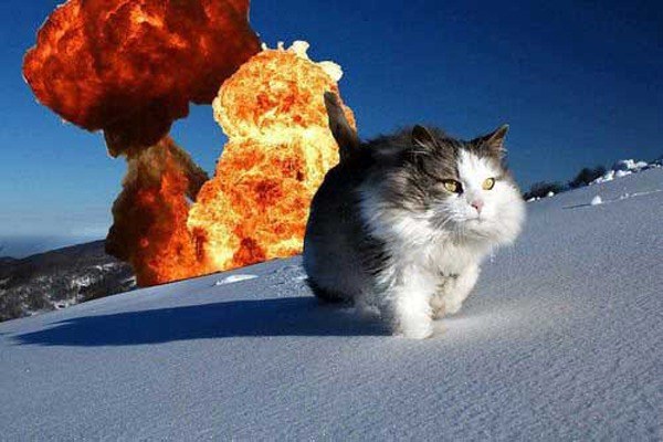 Action Hero Cat Funny Photoshops
