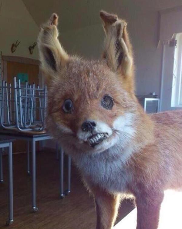Drunk Fox