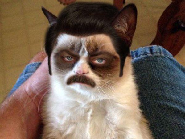 Grumpy Swanson Cat
