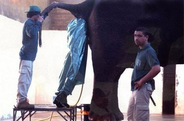 Guy In Elephant Worst Jobs