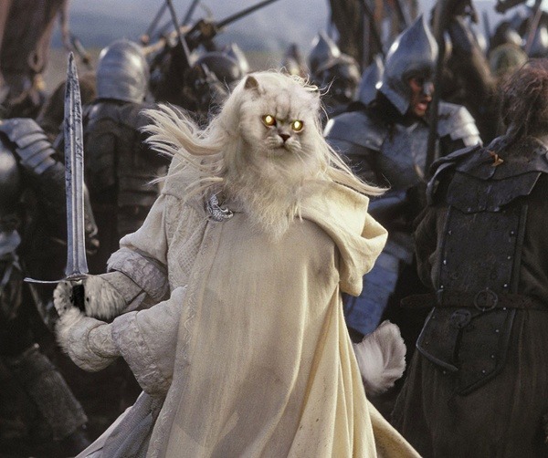 Lord Of Rings Cat Dumb Photoshops