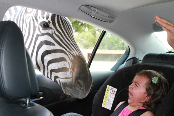 Scared Kid Zebra