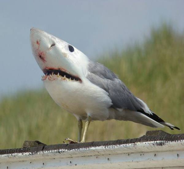 Shark Gull