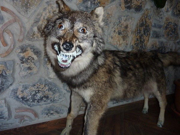 Surprised Wolf