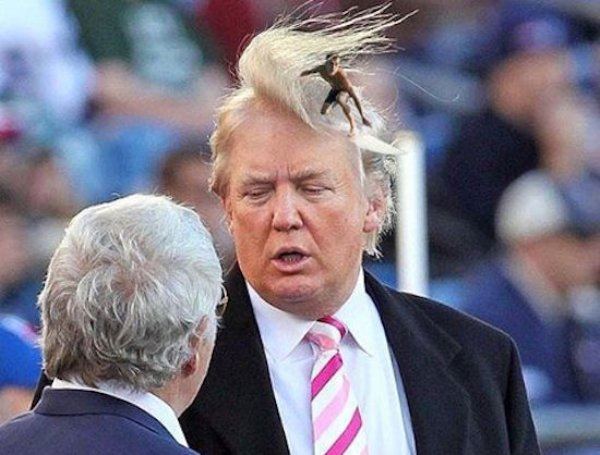 Trump Hair Wave