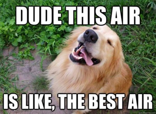 Best Air Dog Memes