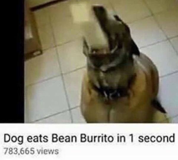 Dog Eats Burrito