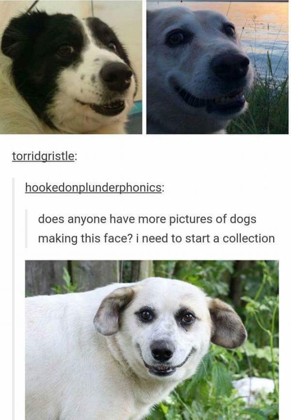 Dogs That Make That Face