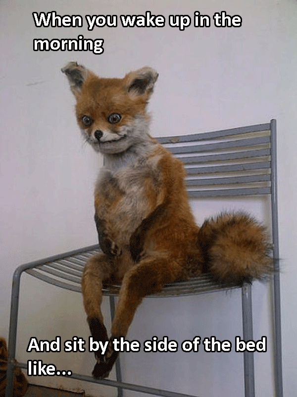 Fox Sitting On Chair