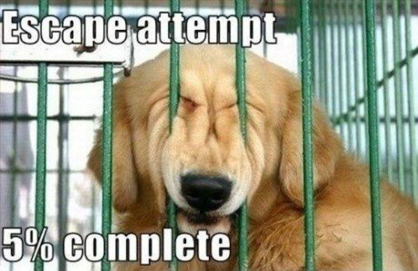 Funny Dog Memes Escape Attempt