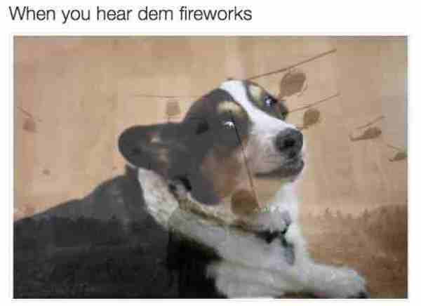 Hilarious Dog Memes Fireworks