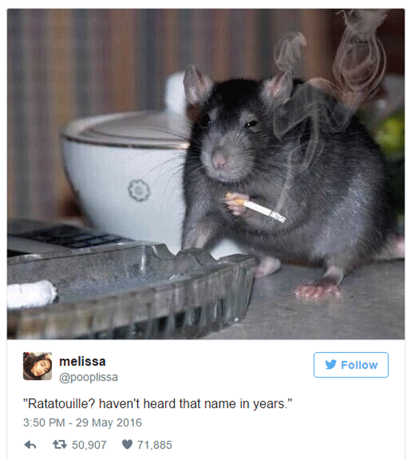 Rat Smoking Cigarette